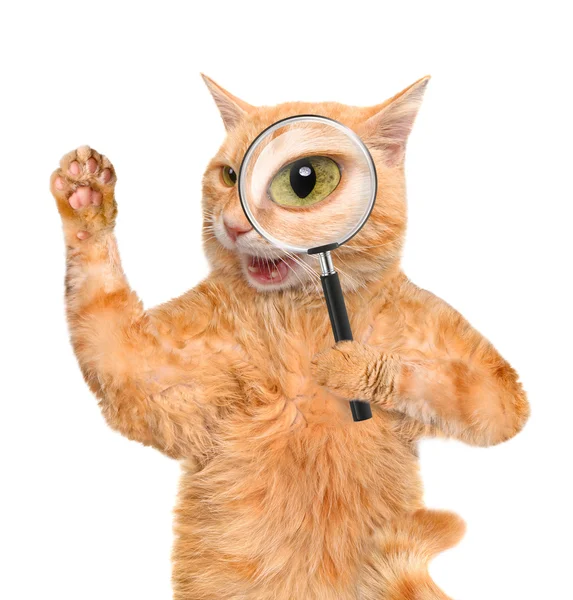 Cat with magnifying glass and searching — Stok fotoğraf