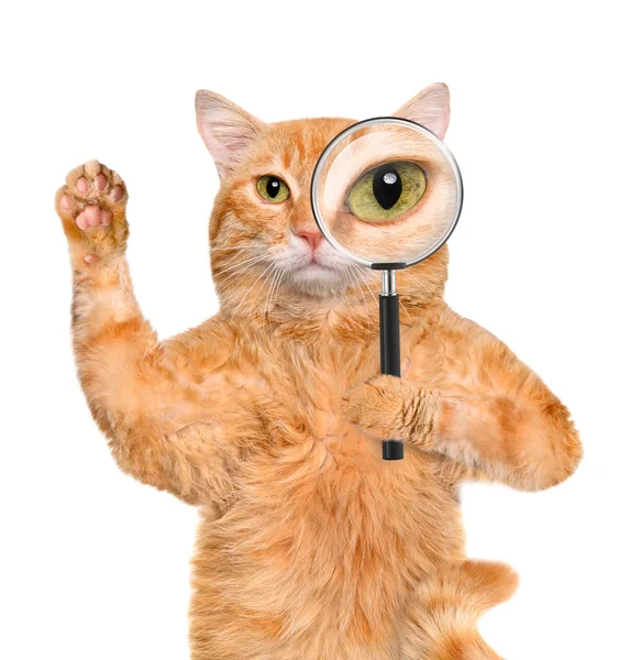 Cat with magnifying glass and searching — Stock Photo, Image