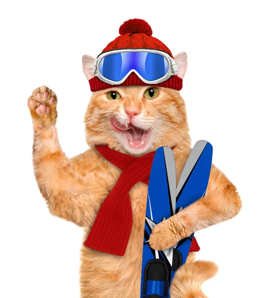 Gato con esquís —  Fotos de Stock