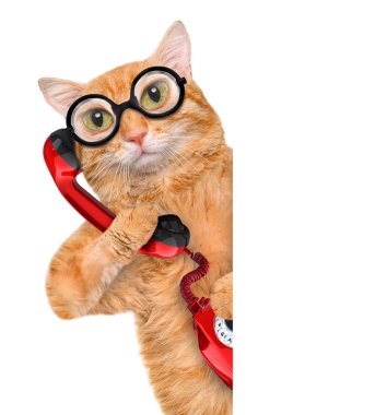 Cat talking on the phone. clipart