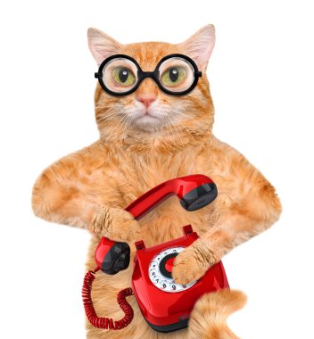 Evet kedi.