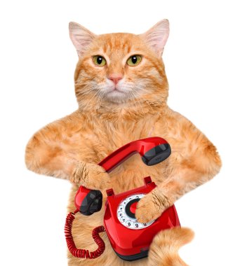 Evet kedi.