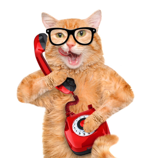 Кошка разговаривает по телефону
.