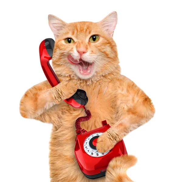 Kat praten over de telefoon. — Stockfoto