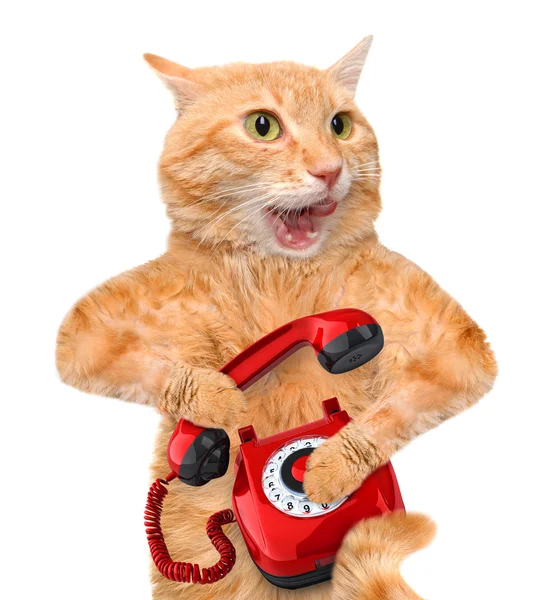 Chat parlant au téléphone . — Photo