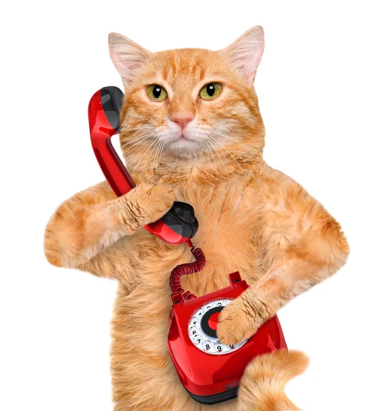 Katze telefoniert. — Stockfoto