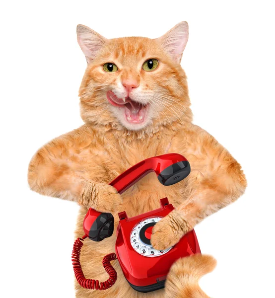 Pisica vorbind la telefon . — Fotografie, imagine de stoc