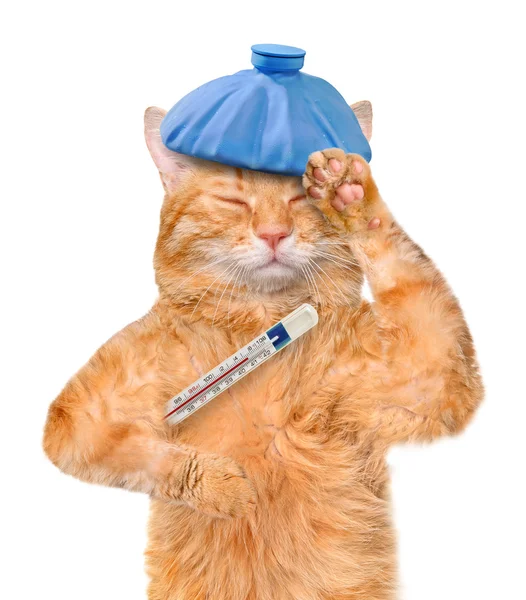 Sick cat. — Stock Photo, Image