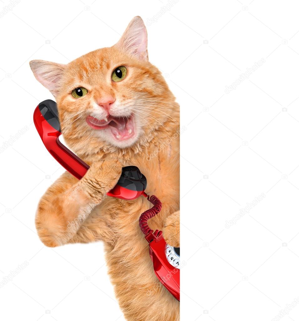 Cat talking on the phone. — Stock Photo © RasulovS 75038755