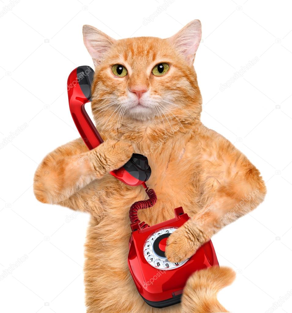 Cat talking on the phone.