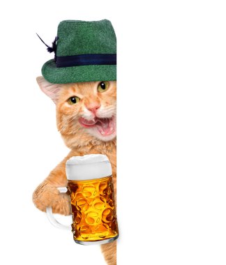 bir bira bardağı ile kedi