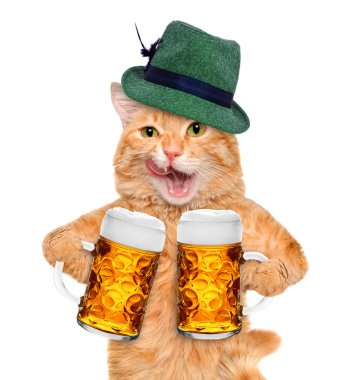 bir bira bardağı ile kedi