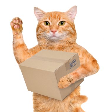 kedi teslimat posta kutusu
