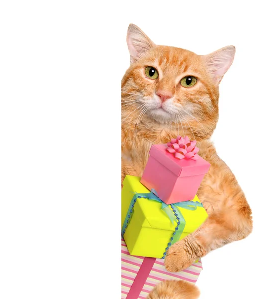 Kat met cadeau. — Stockfoto