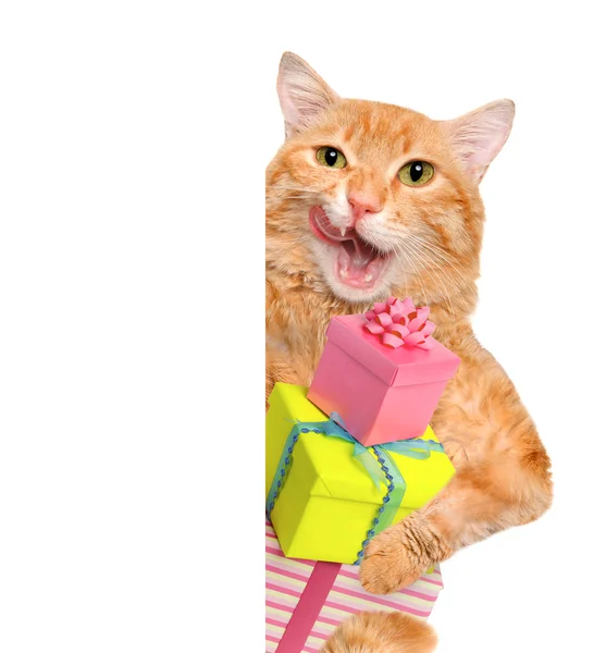 Katze mit Geschenk. — Stockfoto