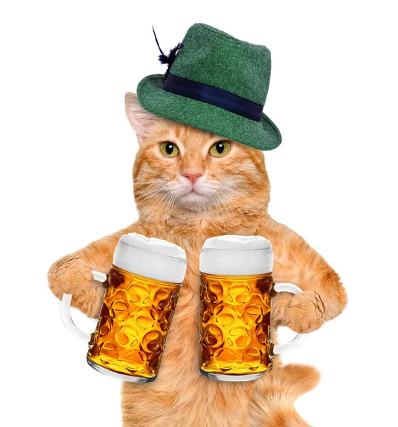 bir bira bardağı ile kedi