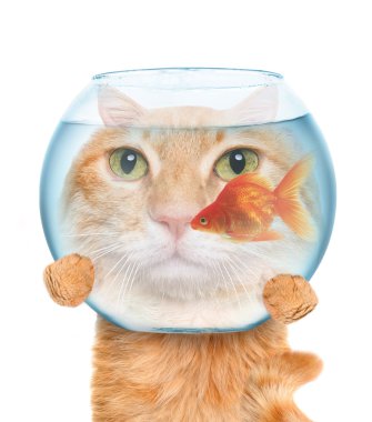 bir akvaryum ile kedi.