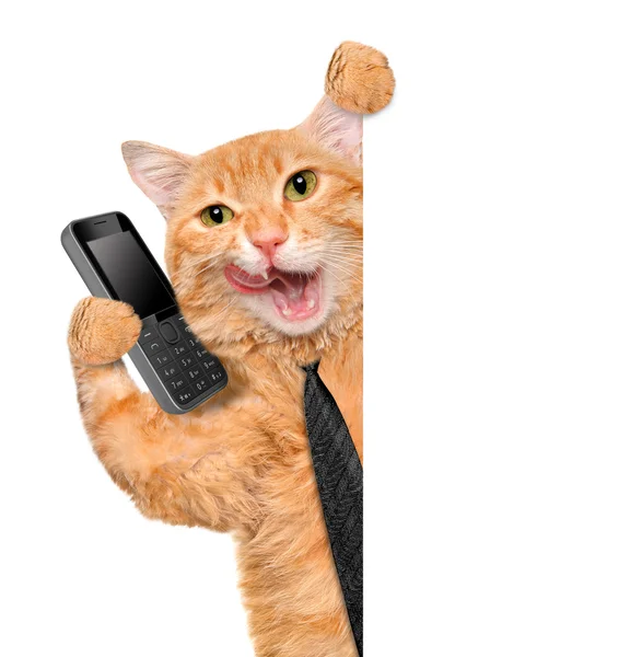 Business cat. — Stock Photo, Image