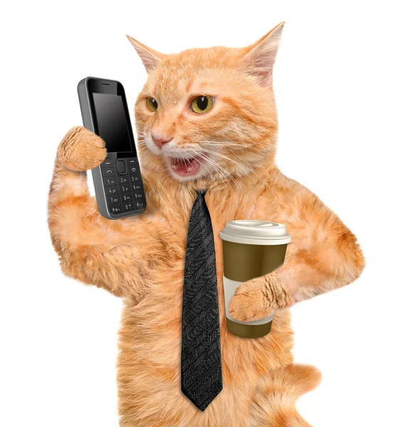 Business cat. — Stock Photo, Image