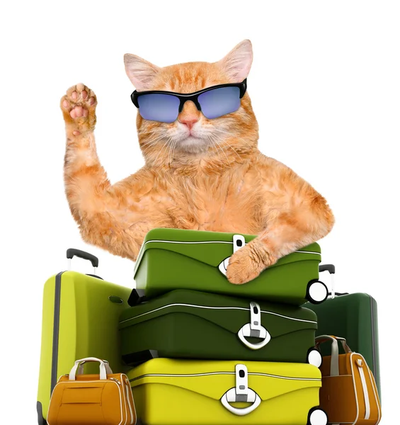 Cat traveler. — Stock Photo, Image