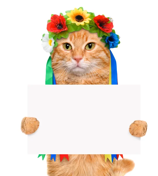 Katten håller i hans tassar vitt banner. — Stockfoto