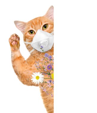 Cat wearing a face protective mask clipart