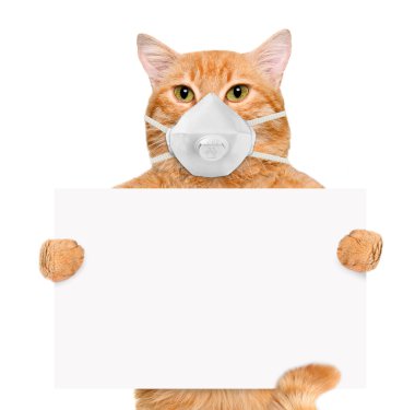Cat wearing a face protective mask
