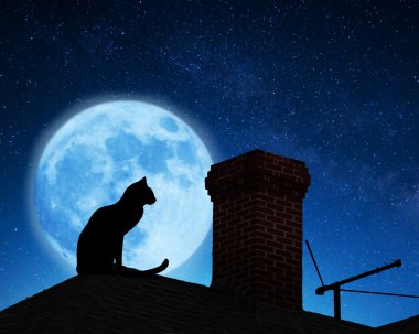 Çatıdaki kedi.