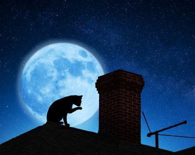 Çatıdaki kedi.