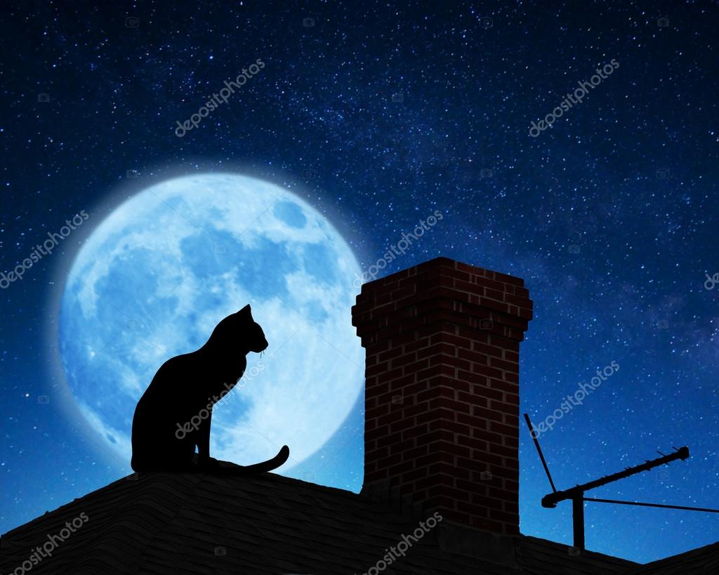 Kot Na Dach Zdjęcie Stockowe Rasulovs 82149022