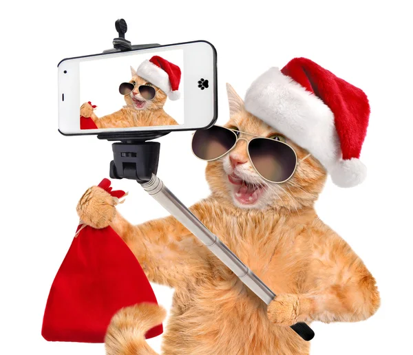 Cat in red Christmas hat taking a selfie together with a smartphone. — Stock Photo, Image