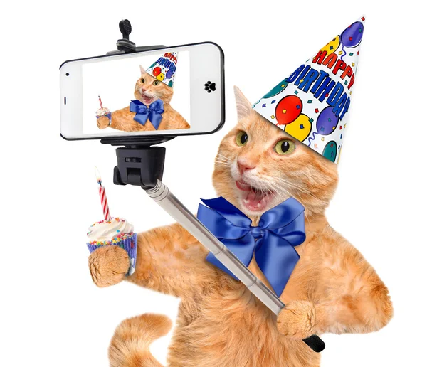 Gato de aniversário tomando uma selfie junto com um smartphone . — Fotografia de Stock