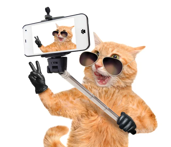 Gato com dedos de paz em couro preto tirando uma selfie junto com um smartphone . — Fotografia de Stock