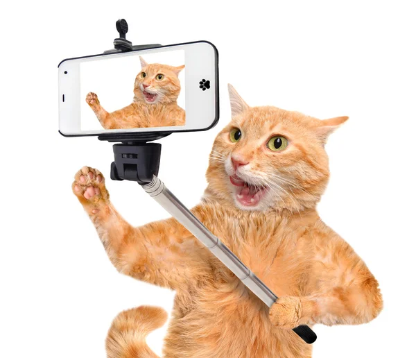 Γάτα λαμβάνοντας ένα selfie με ένα smartphone — Φωτογραφία Αρχείου