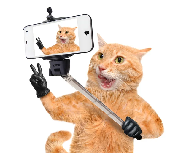 Siyah deri bir selfie bir akıllı telefon ile birlikte alarak parmaklarda barış ile kedi.