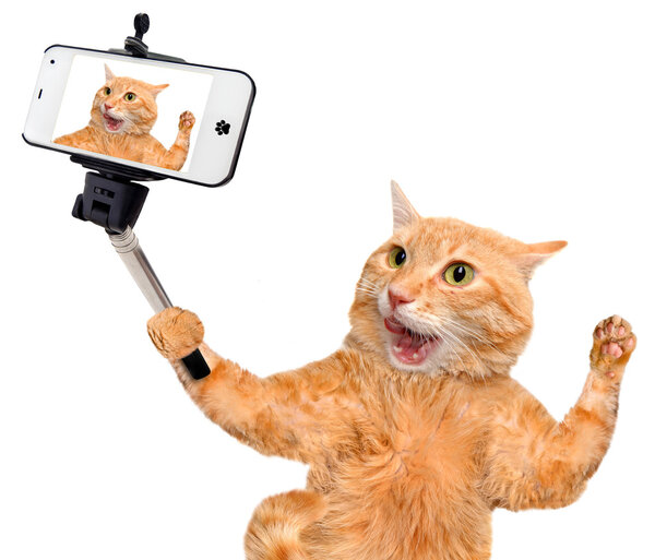 Кот делает селфи со смартфоном
