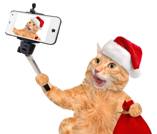 Katt i röd jul hatt med en selfie tillsammans med en smartphone. — Stockfoto