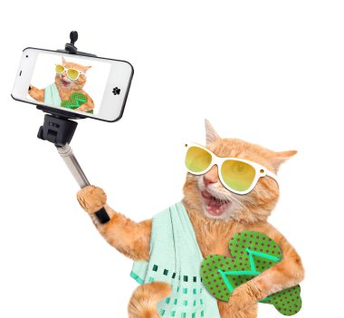 bir akıllı telefon ile bir selfie alarak kedi