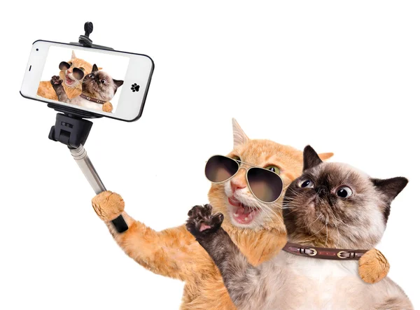 Katter med en selfie med en smartphone — Stockfoto