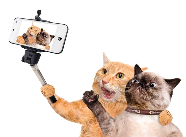 Кошки делают селфи со смартфоном — стоковое фото