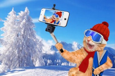 bir akıllı telefon ile bir selfie alarak kedi.