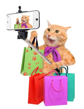 bir akıllı telefon ile bir selfie alarak kedi