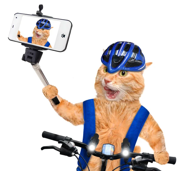 Bir akıllı telefon ile bir selfie alarak kedi — Stok fotoğraf