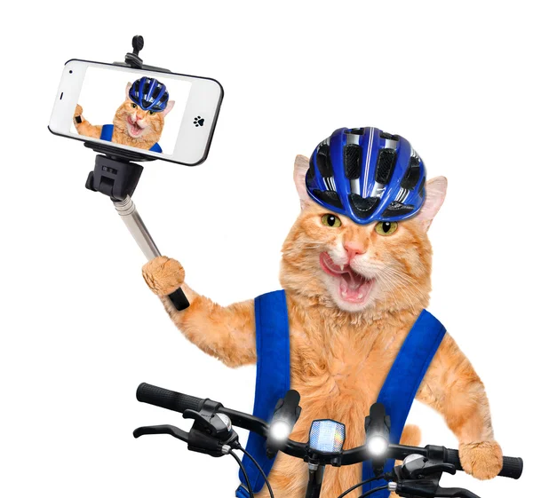 Kat nemen een selfie met een smartphone — Stockfoto