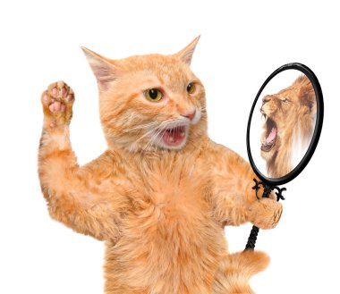 Aynaya bakarak ve bir yansıması aslan kedi.