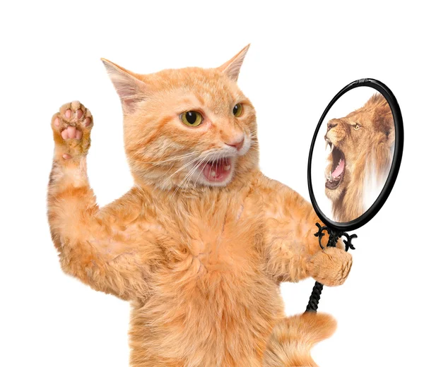 Gatto che guarda nello specchio e vede il riflesso di un leone . Immagine Stock