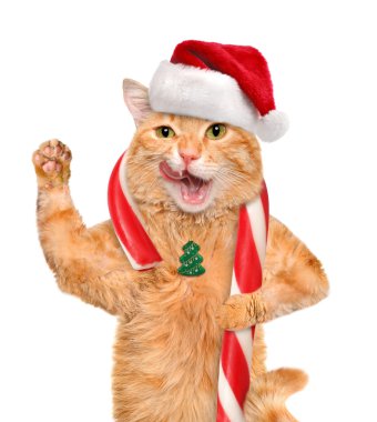 Kırmızı şapkalı kedi Noel candy tutar. Beyaz izole.