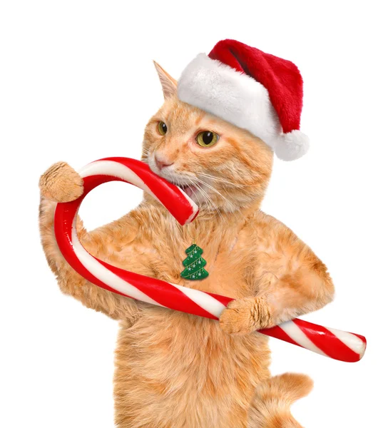 Kırmızı şapkalı kedi Noel candy tutar. Beyaz izole. — Stok fotoğraf