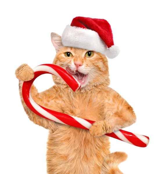 Cat in red  hat holds a Christmas candy. Isolated on white. — Stock Photo, Image