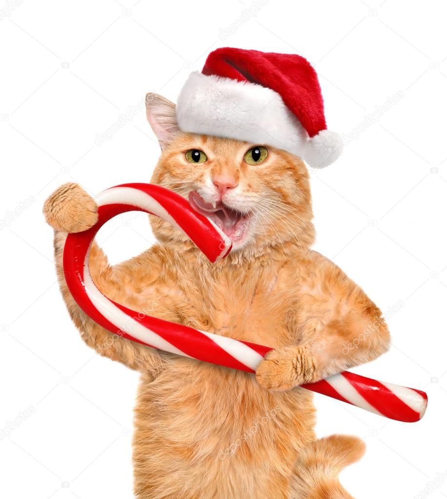 Stockfoto'S Van Kerst Humor, Rechtenvrije Afbeeldingen Van Kerst Humor | Depositphotos